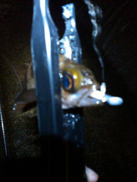 ありがとうメバル